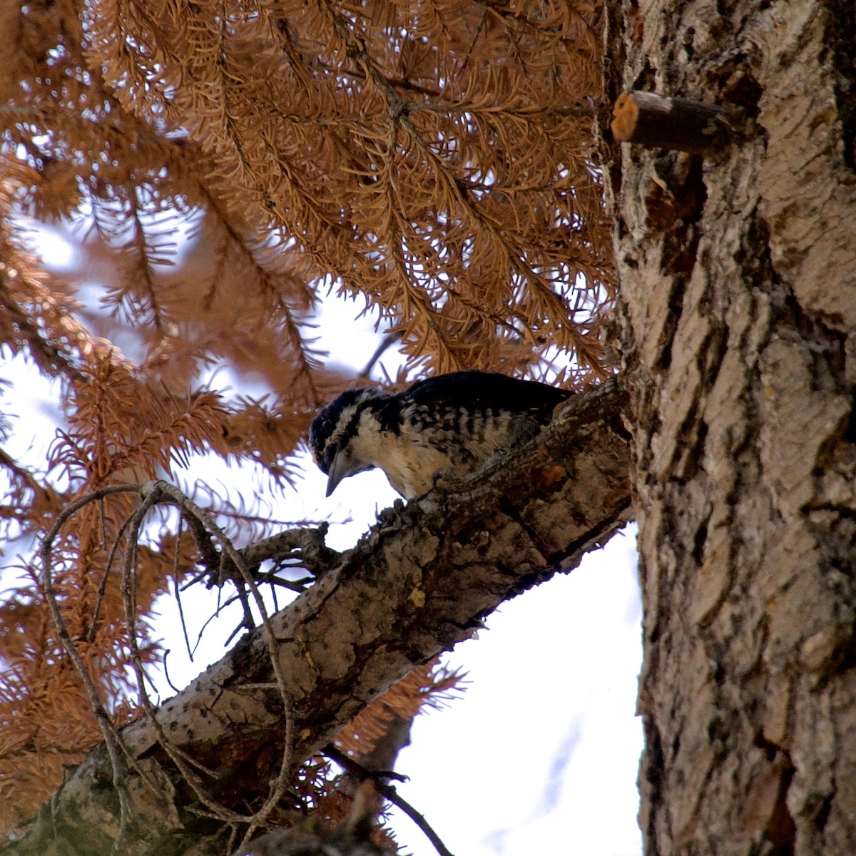Black-backed Woodpecker - ML623107192