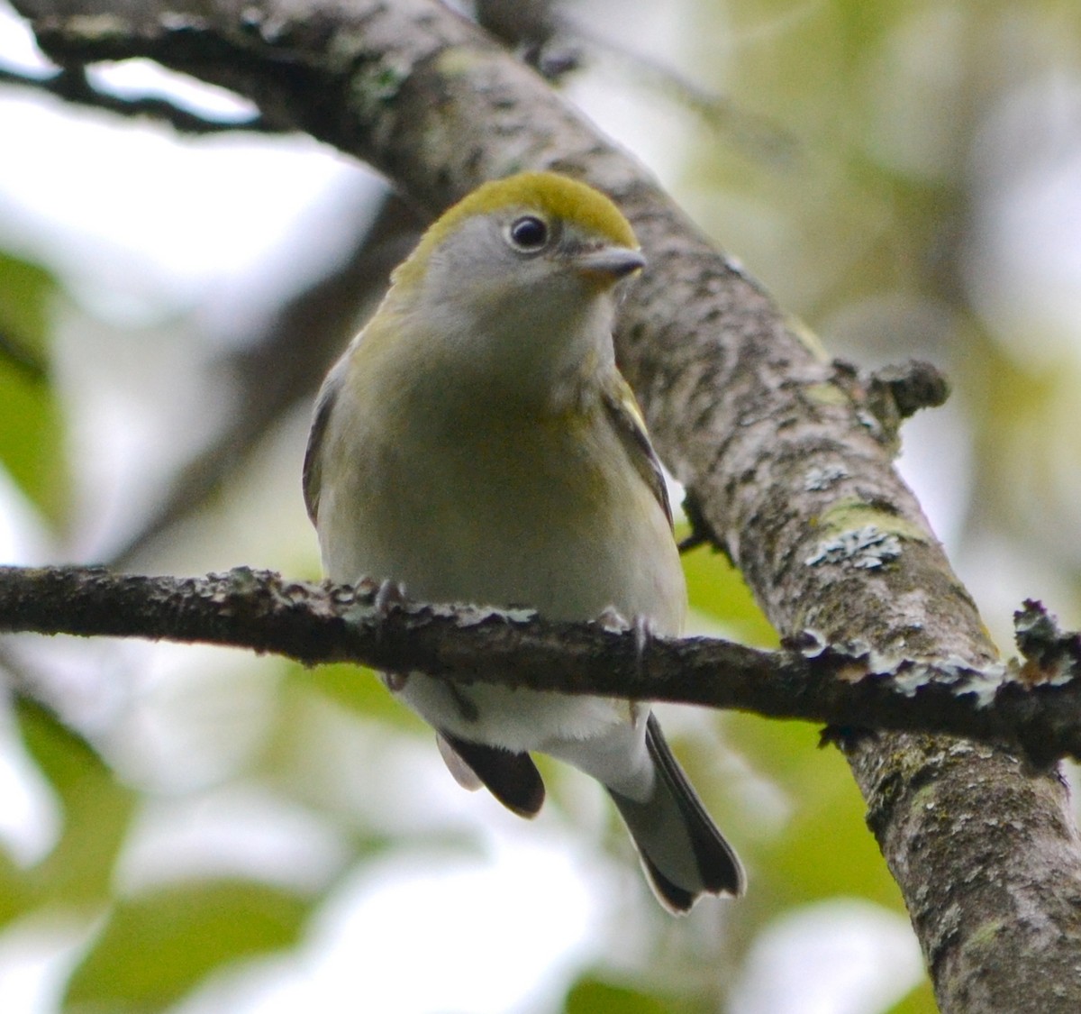 Chestnut-sided Warbler - ML623107197