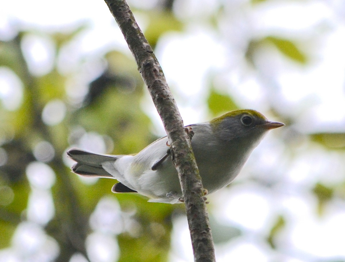 Chestnut-sided Warbler - ML623107198