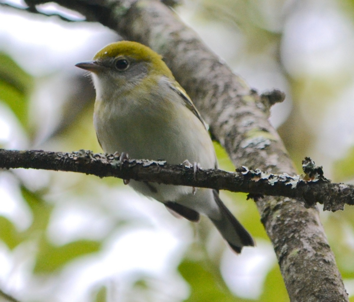 Chestnut-sided Warbler - ML623107199