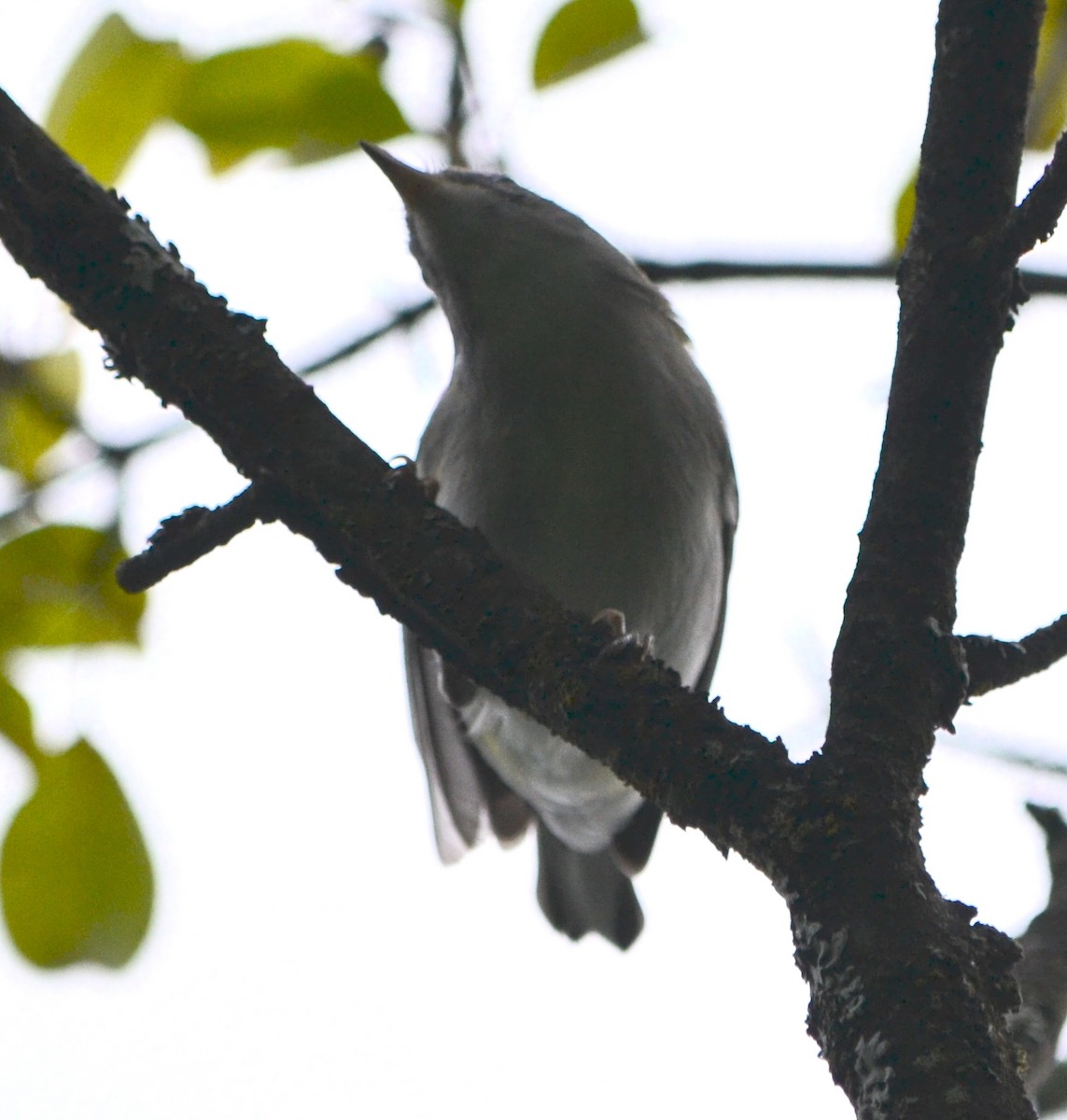 Chestnut-sided Warbler - ML623107200