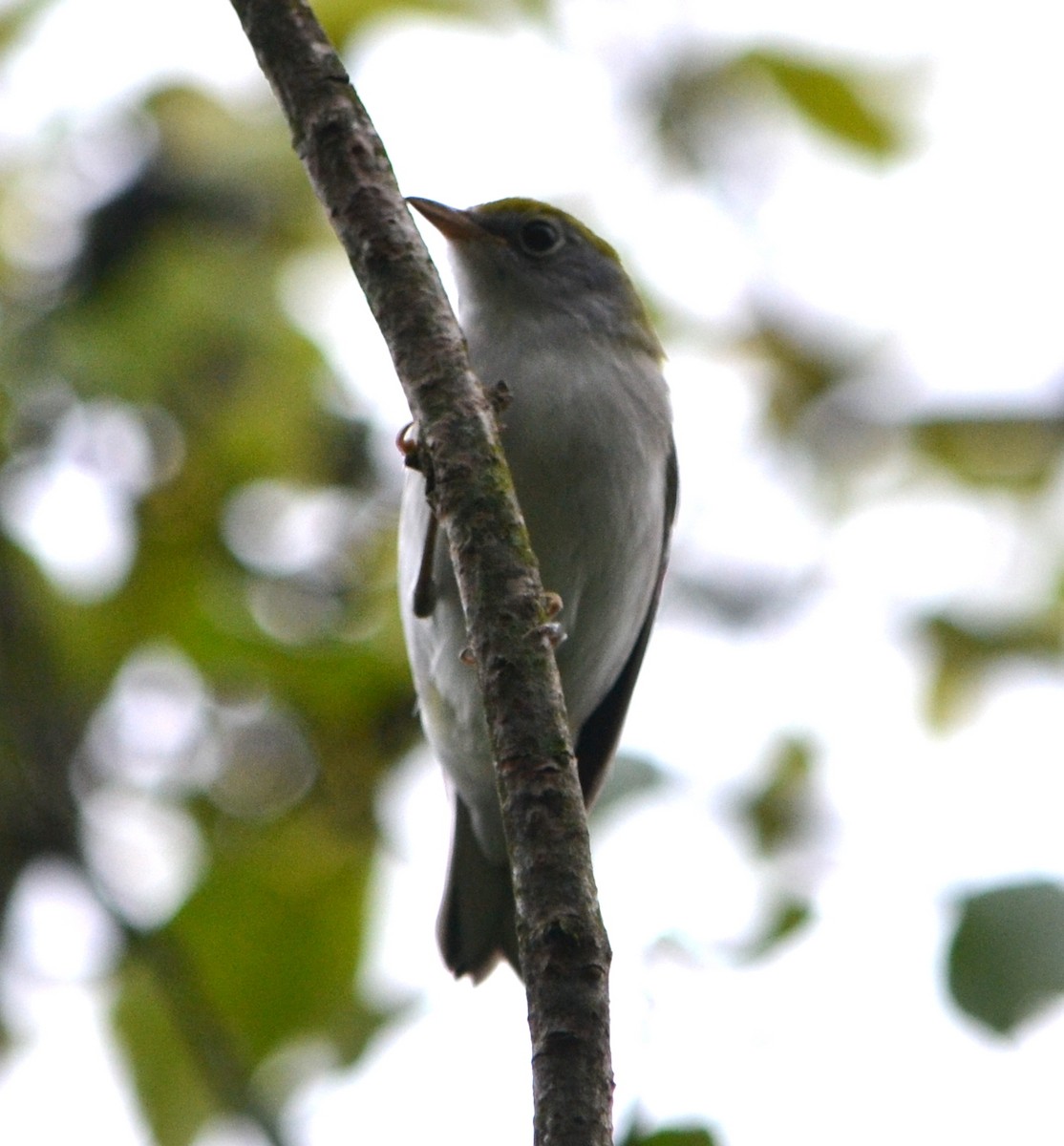 Chestnut-sided Warbler - ML623107201