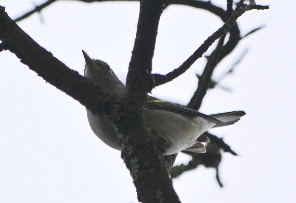 Chestnut-sided Warbler - ML623107202