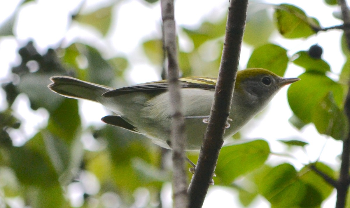 Chestnut-sided Warbler - ML623107203