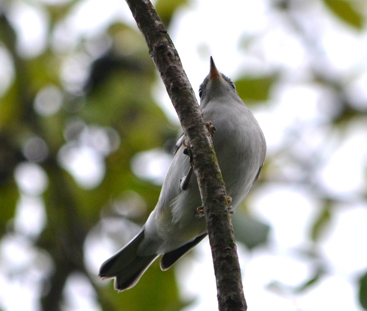 Chestnut-sided Warbler - ML623107204