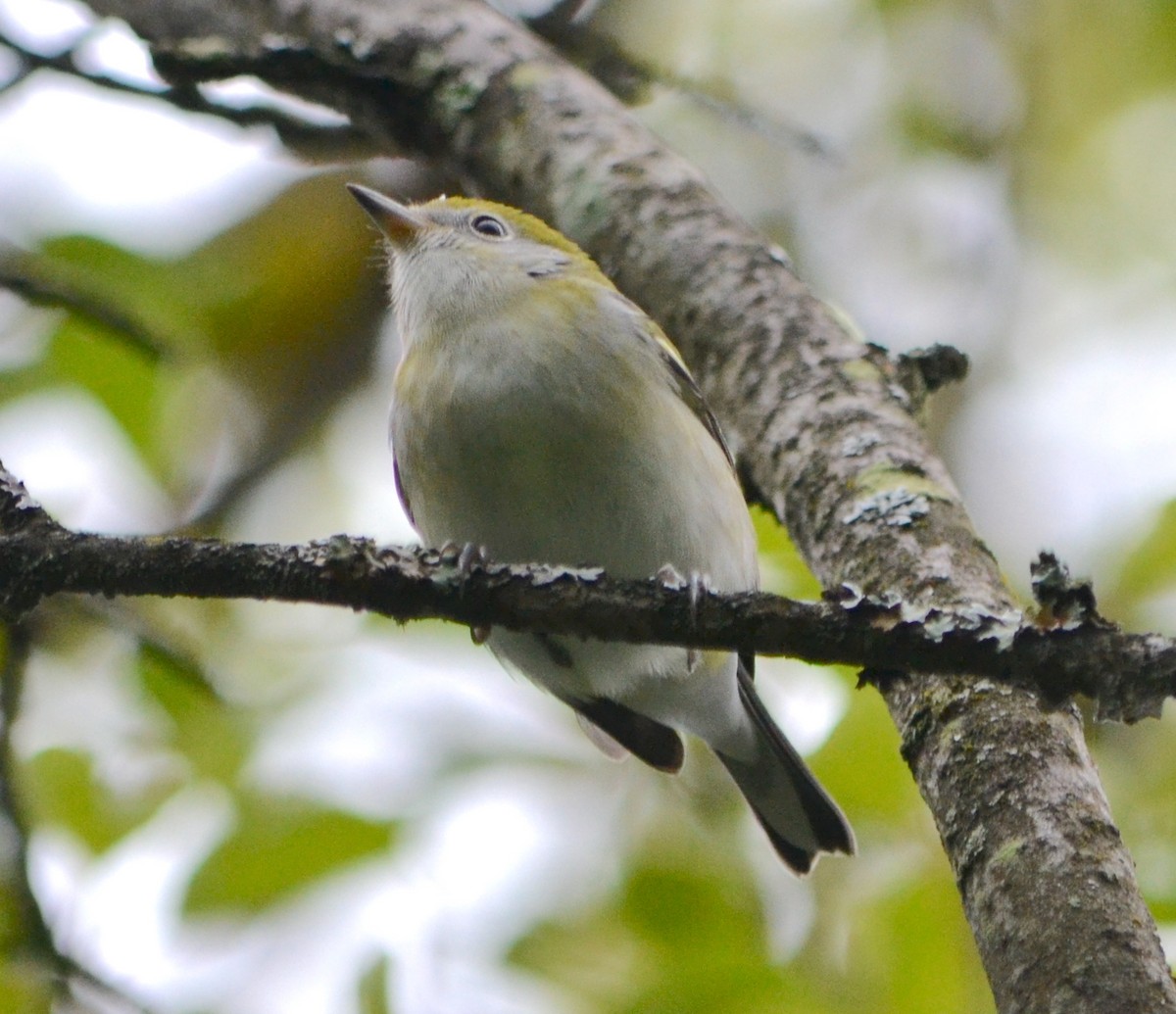 Chestnut-sided Warbler - ML623107205