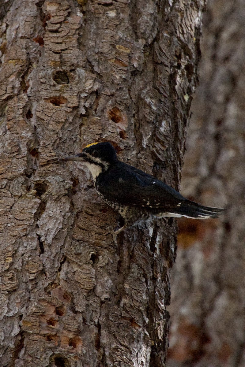 Black-backed Woodpecker - ML623107208