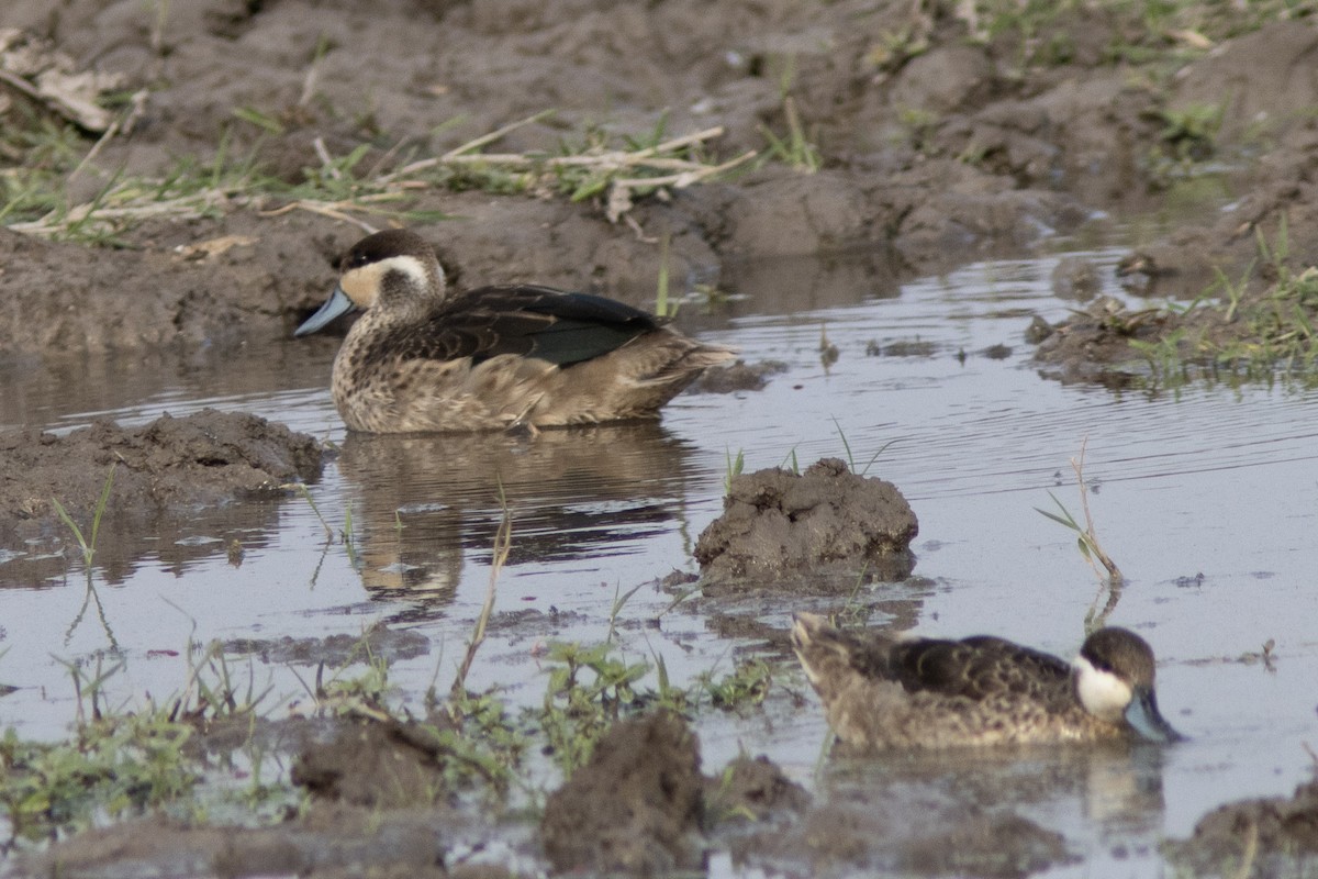 Blue-billed Teal - ML623107218