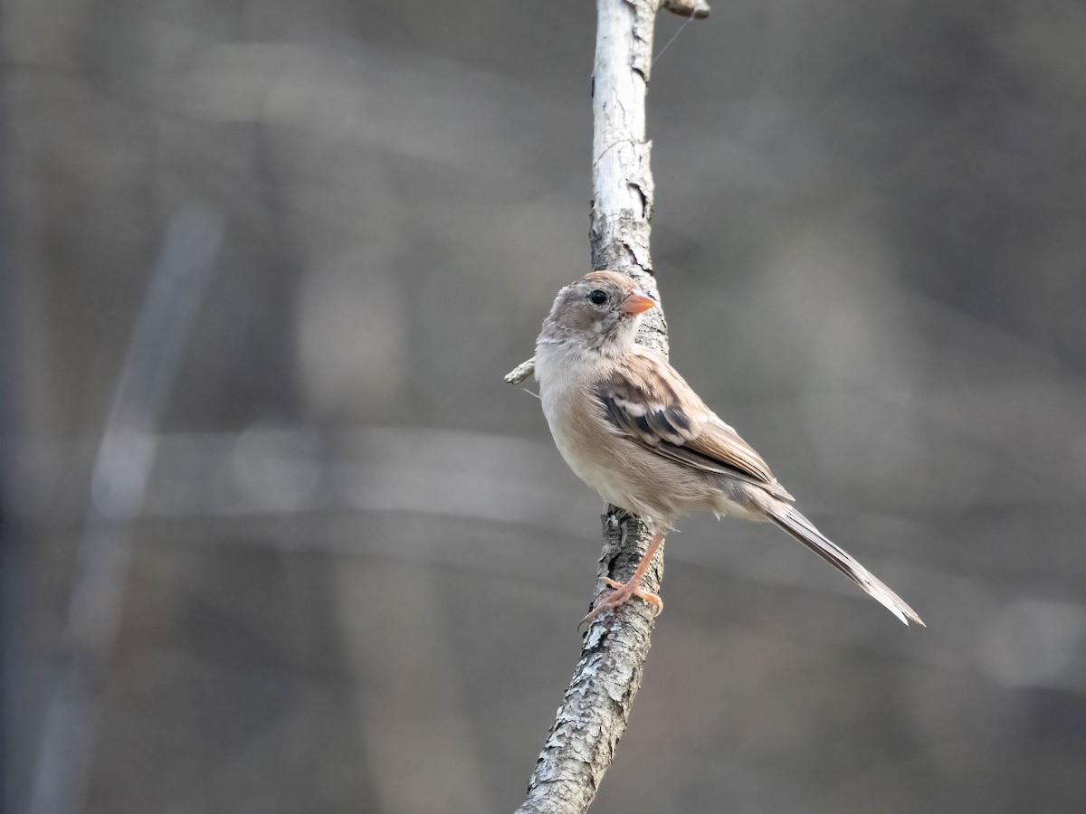Field Sparrow - ML623107221
