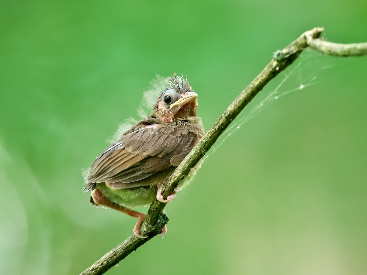 Northern Cardinal - ML623107242