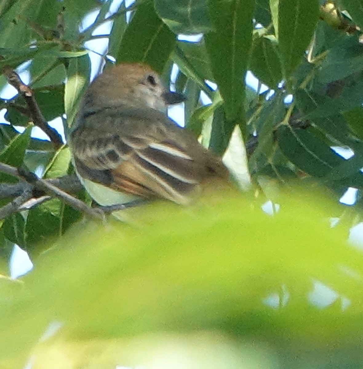 Brown-crested Flycatcher - Carolyn Ohl, cc