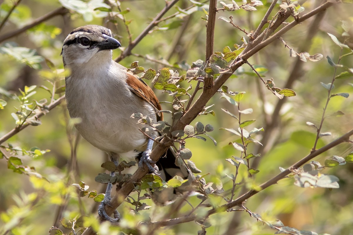 Brown-crowned Tchagra - ML623107383