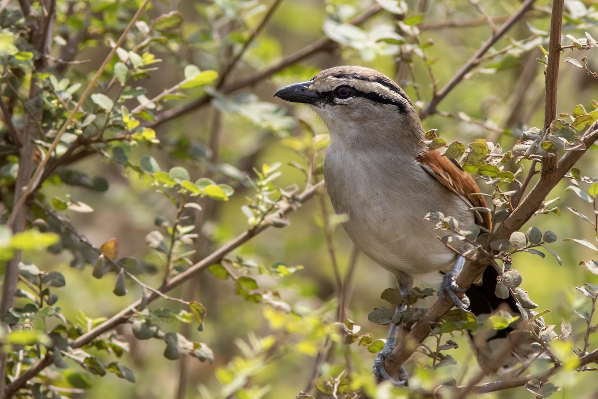 Brown-crowned Tchagra - Volkan Donbaloglu