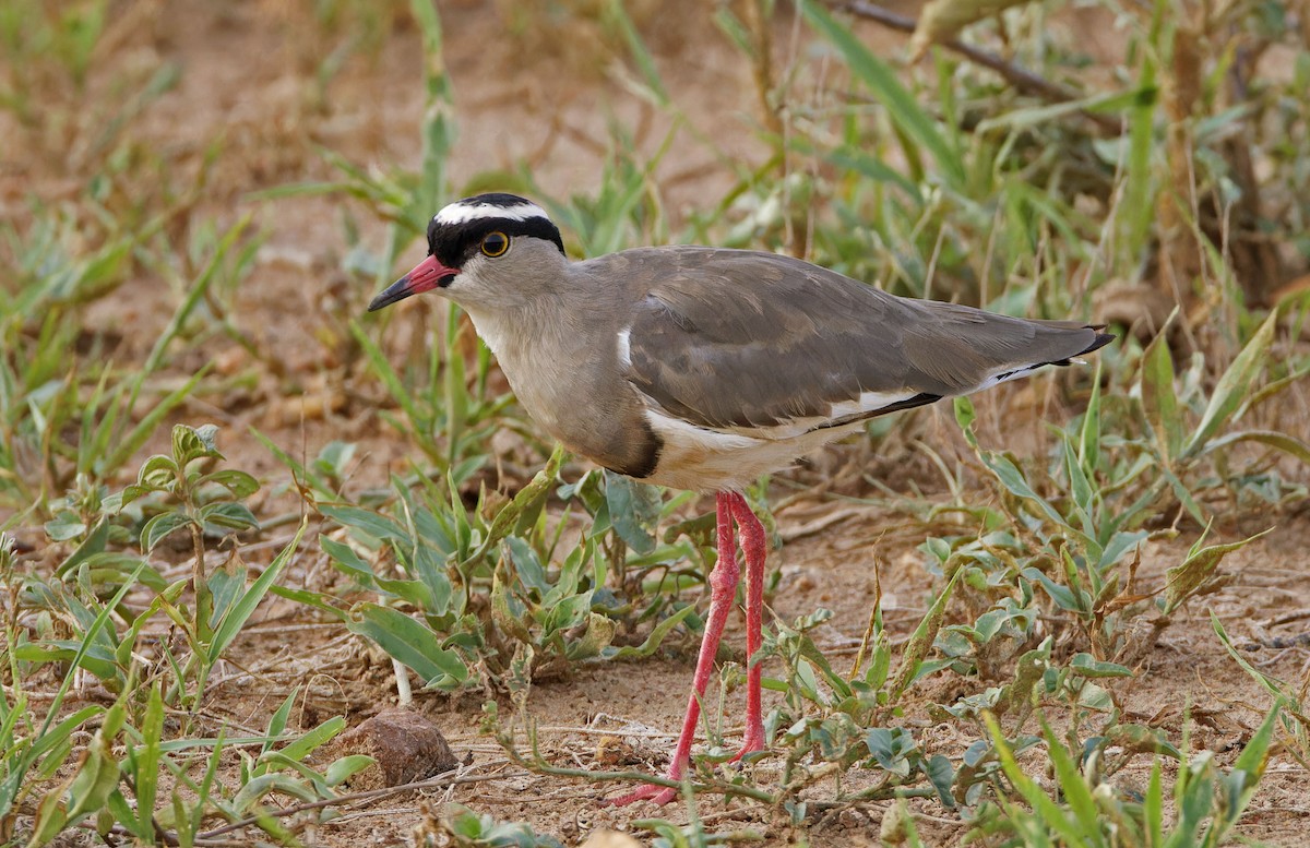 Crowned Lapwing - ML623107461