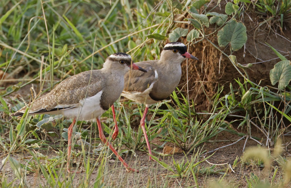 Crowned Lapwing - ML623107462