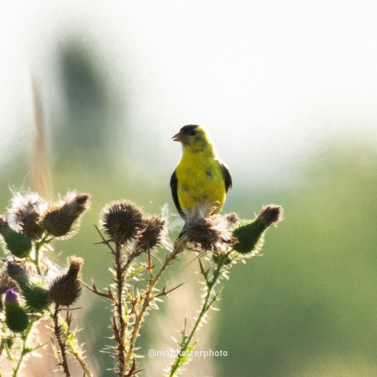American Goldfinch - ML623107541