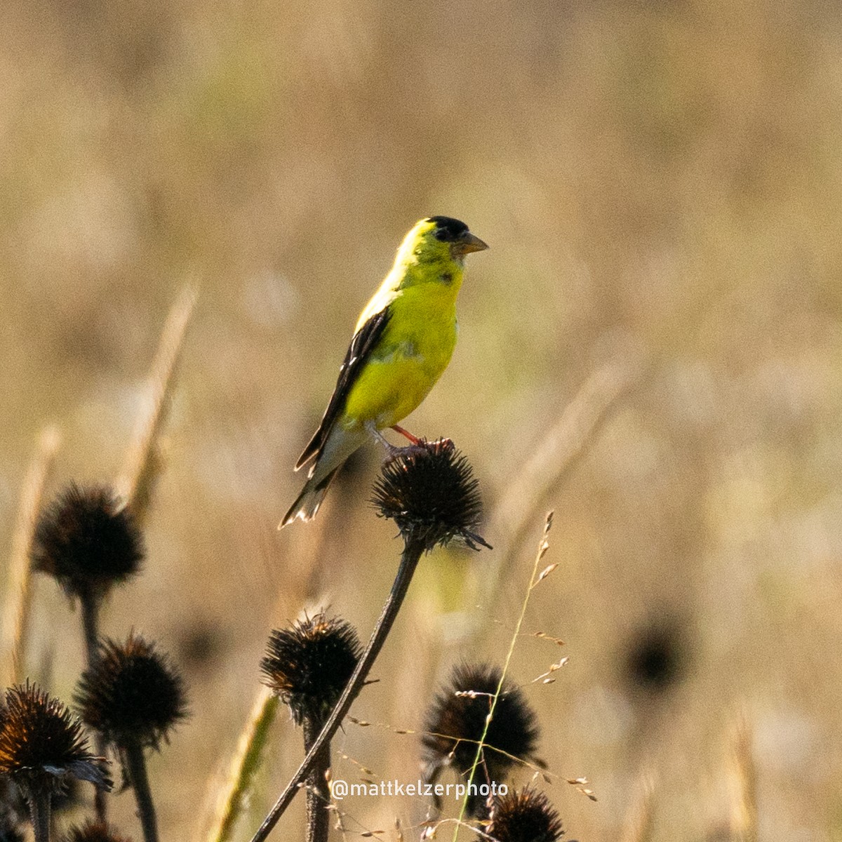 American Goldfinch - ML623107542