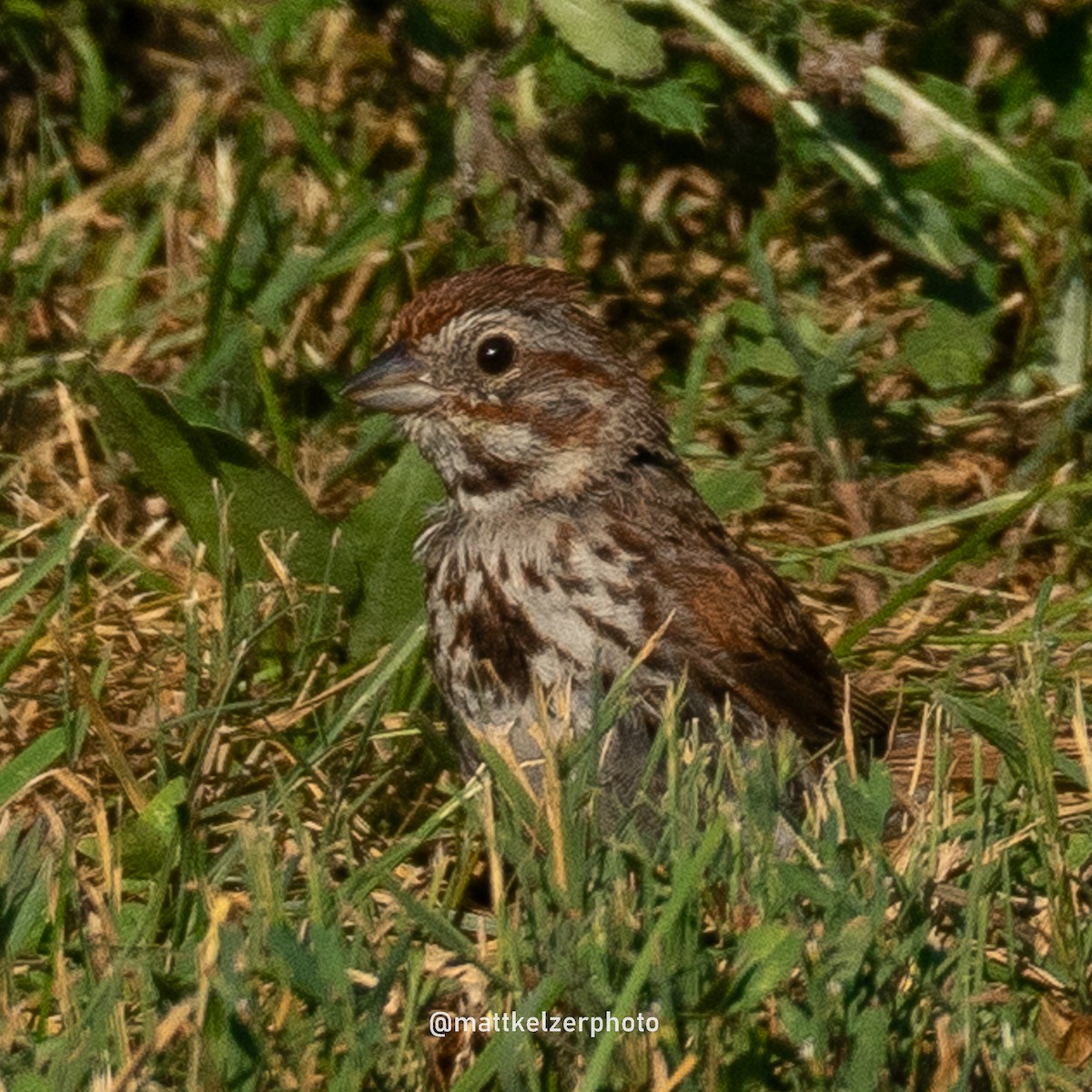 Song Sparrow - ML623107546