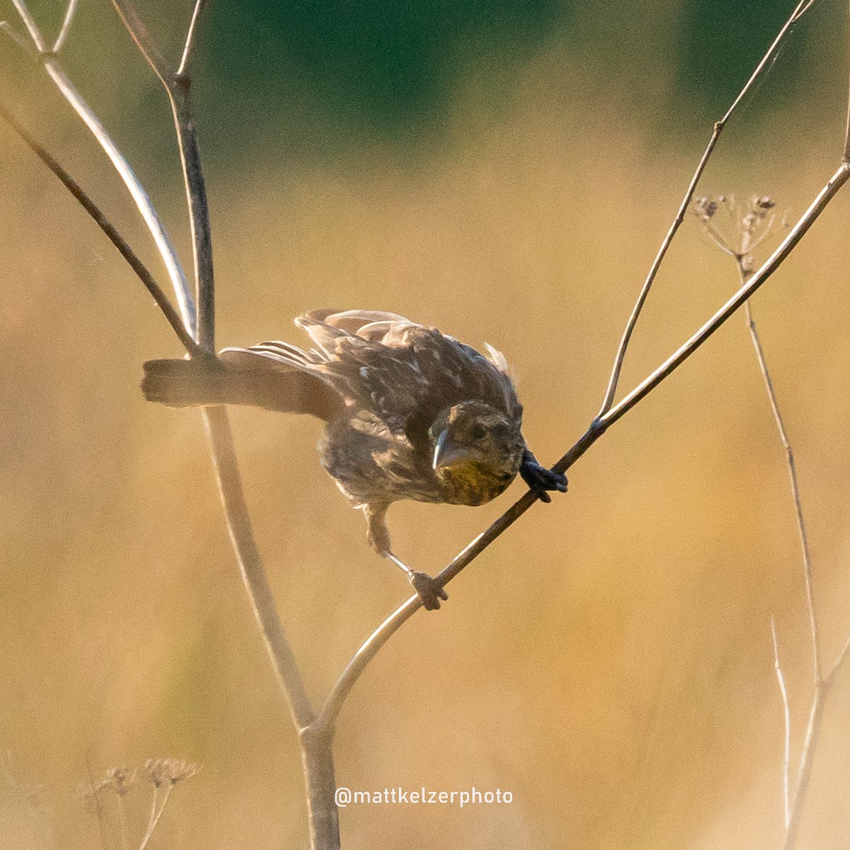 Song Sparrow - ML623107548