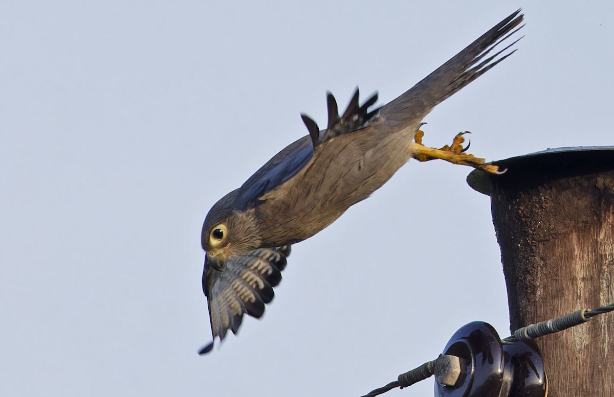 Gray Kestrel - ML623107564