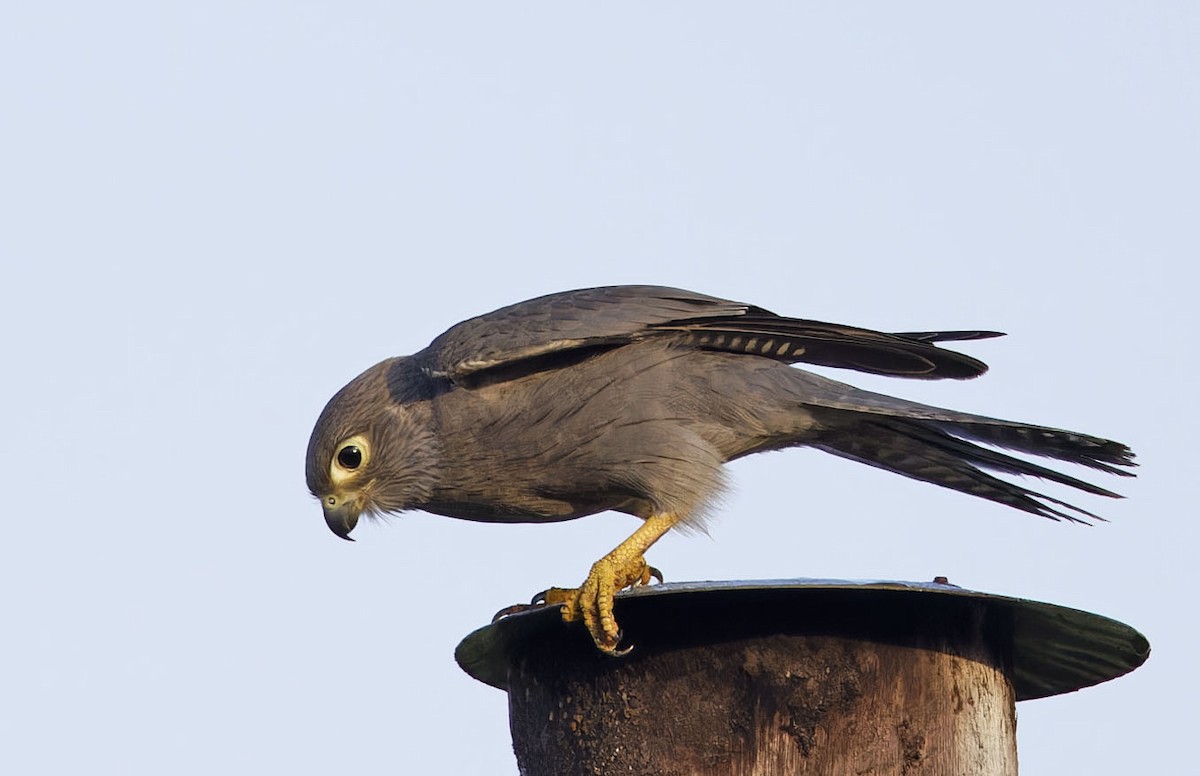 Gray Kestrel - ML623107565