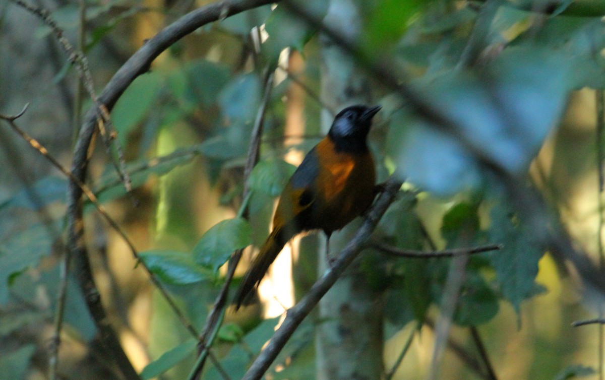 Collared Laughingthrush - ML623107735