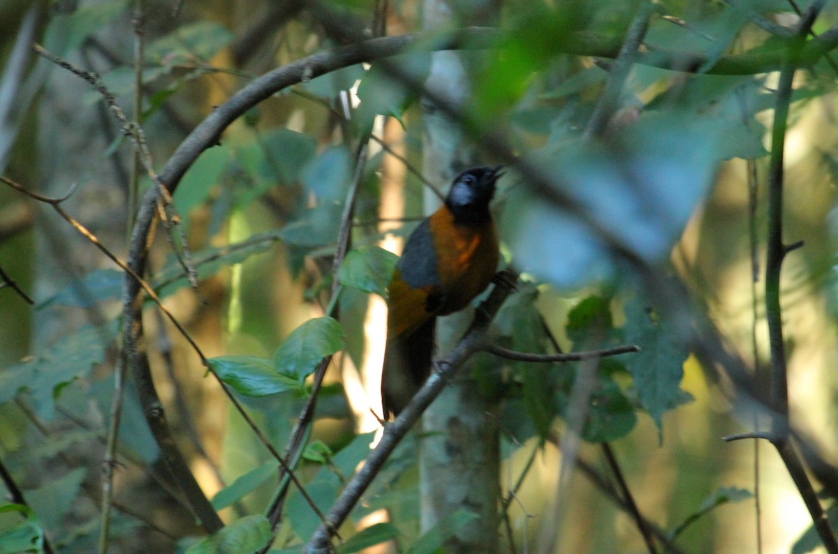 Collared Laughingthrush - ML623107743