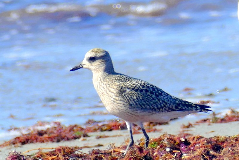 Black-bellied Plover - ML623107788