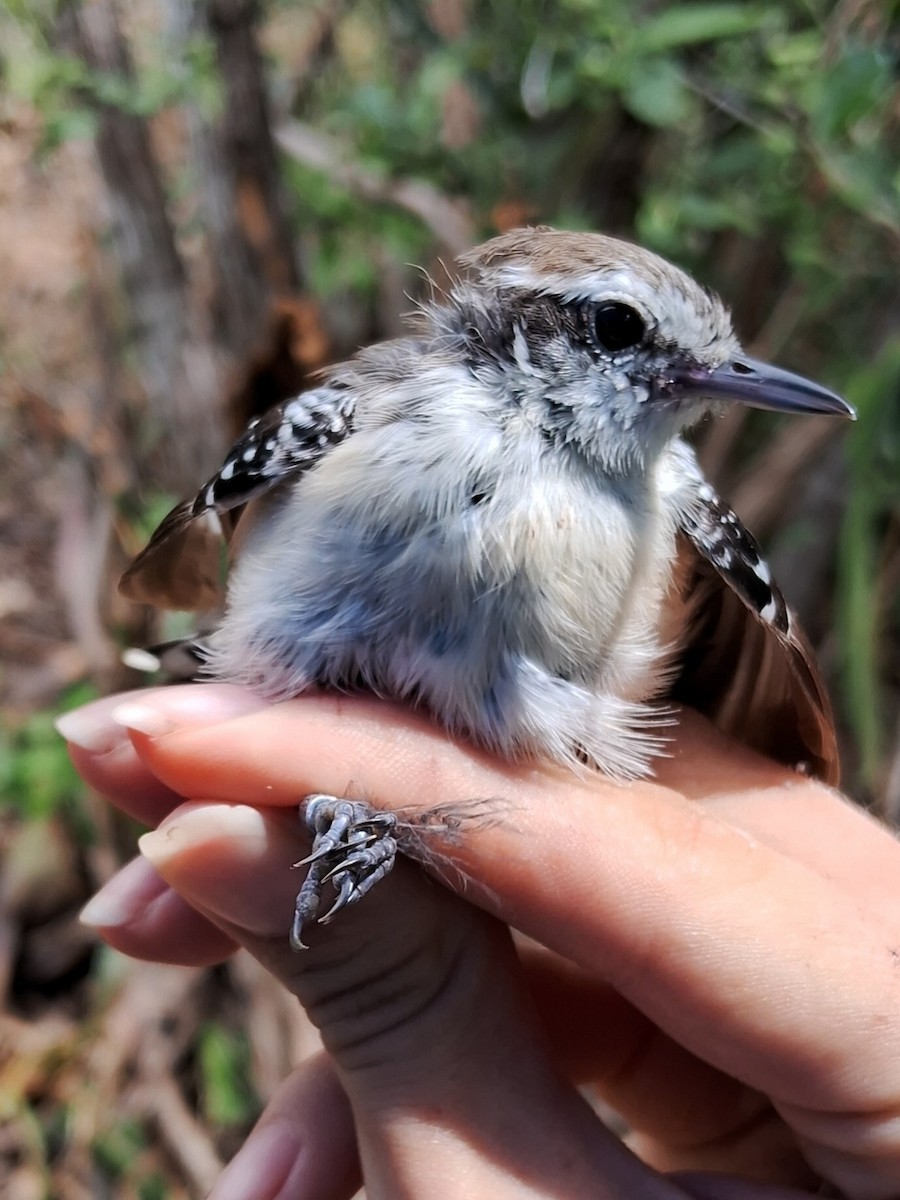 Black-bellied Antwren - ML623107814