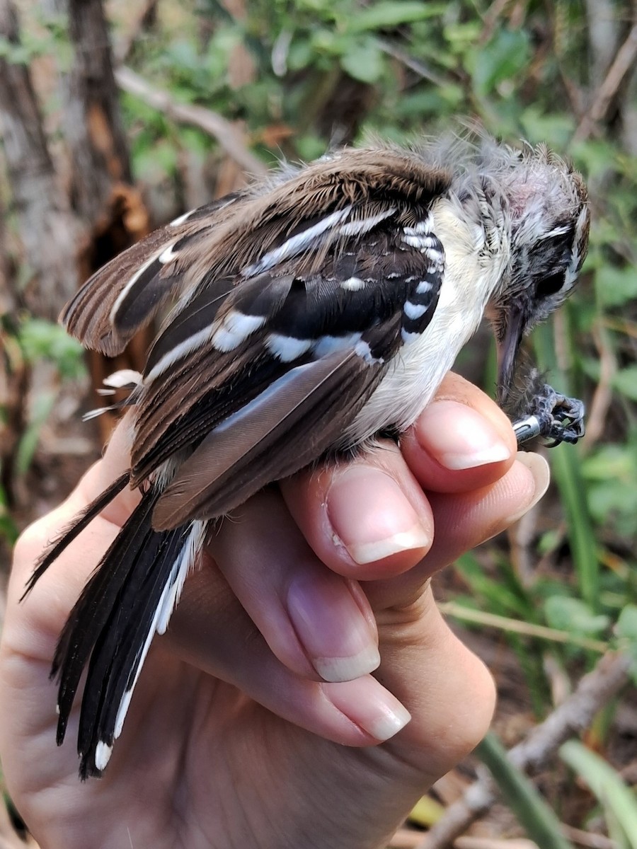 Black-bellied Antwren - ML623107815