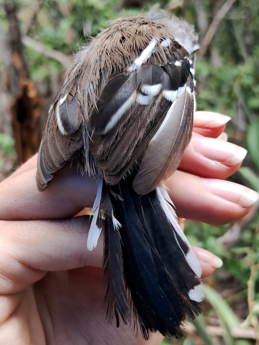 Black-bellied Antwren - ML623107816