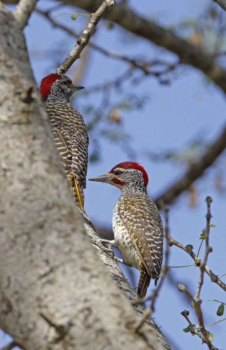 Nubian Woodpecker - Robert Rodrigues