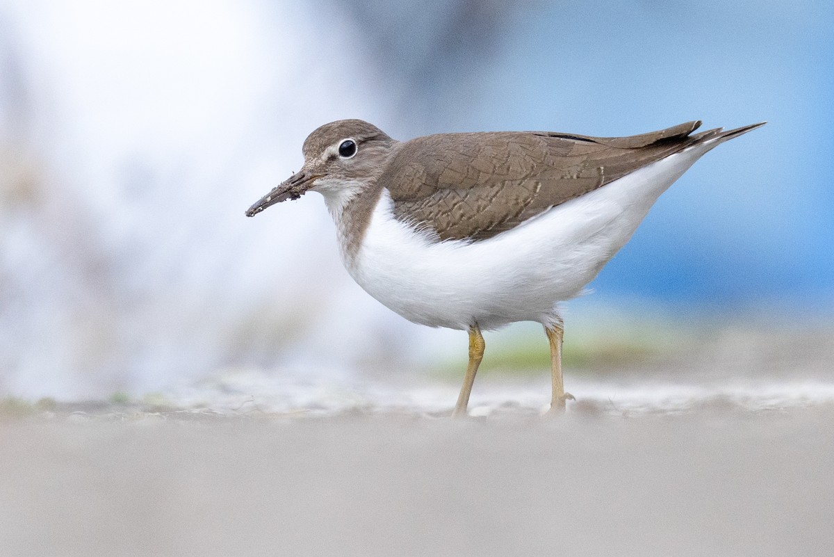 Хайргын хөгчүү - ML623108027