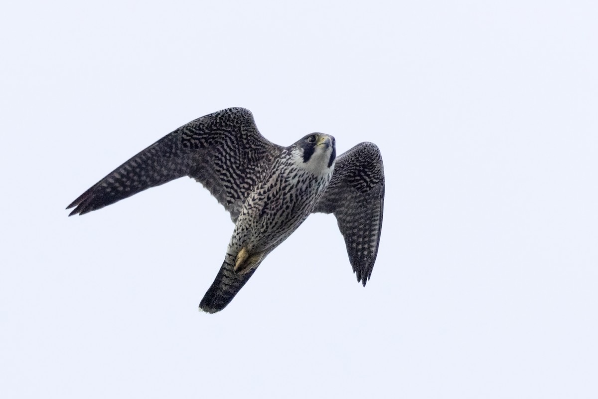 Peregrine Falcon (Eurasian) - ML623108036