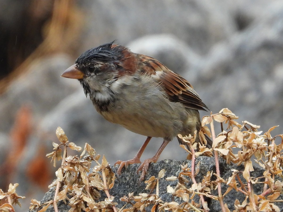 Moineau domestique - ML623108131