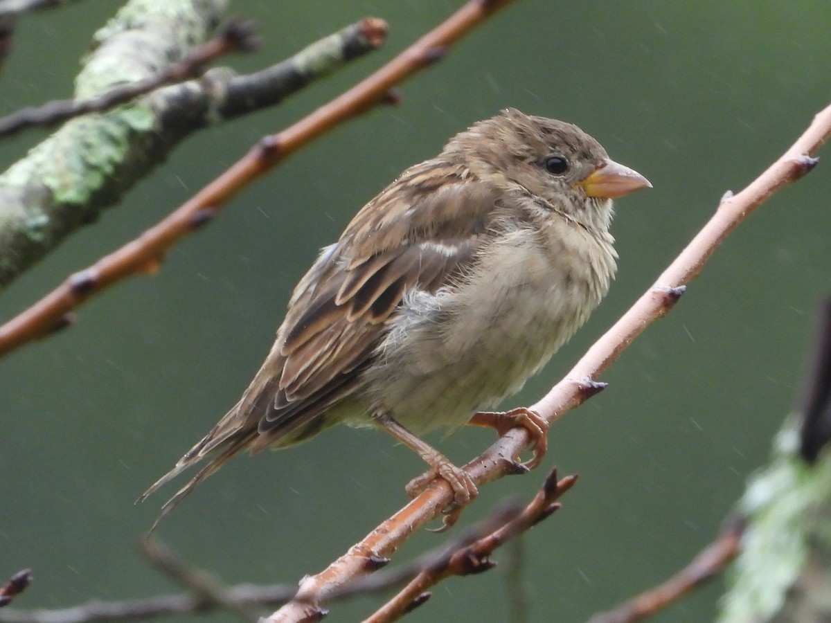 Moineau domestique - ML623108132