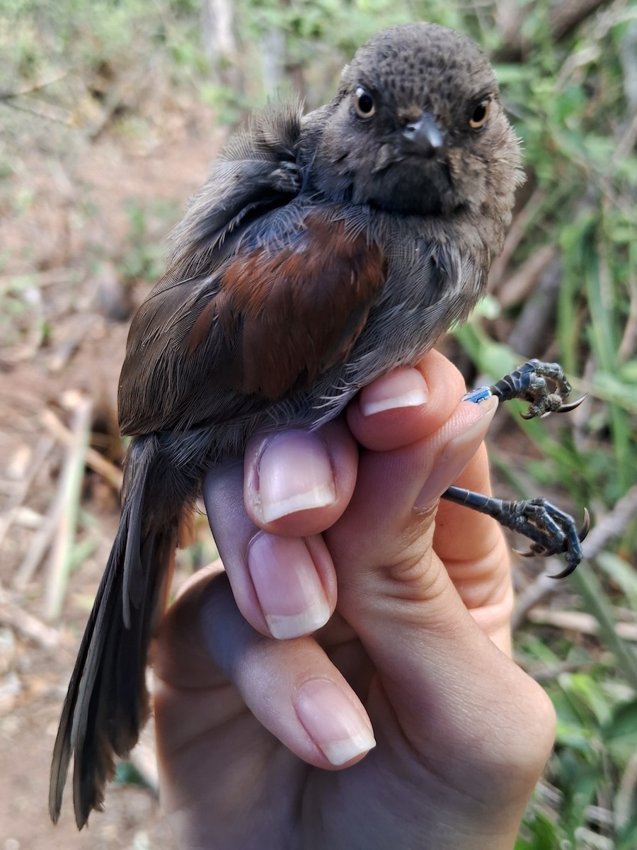 Red-shouldered Spinetail - ML623108138