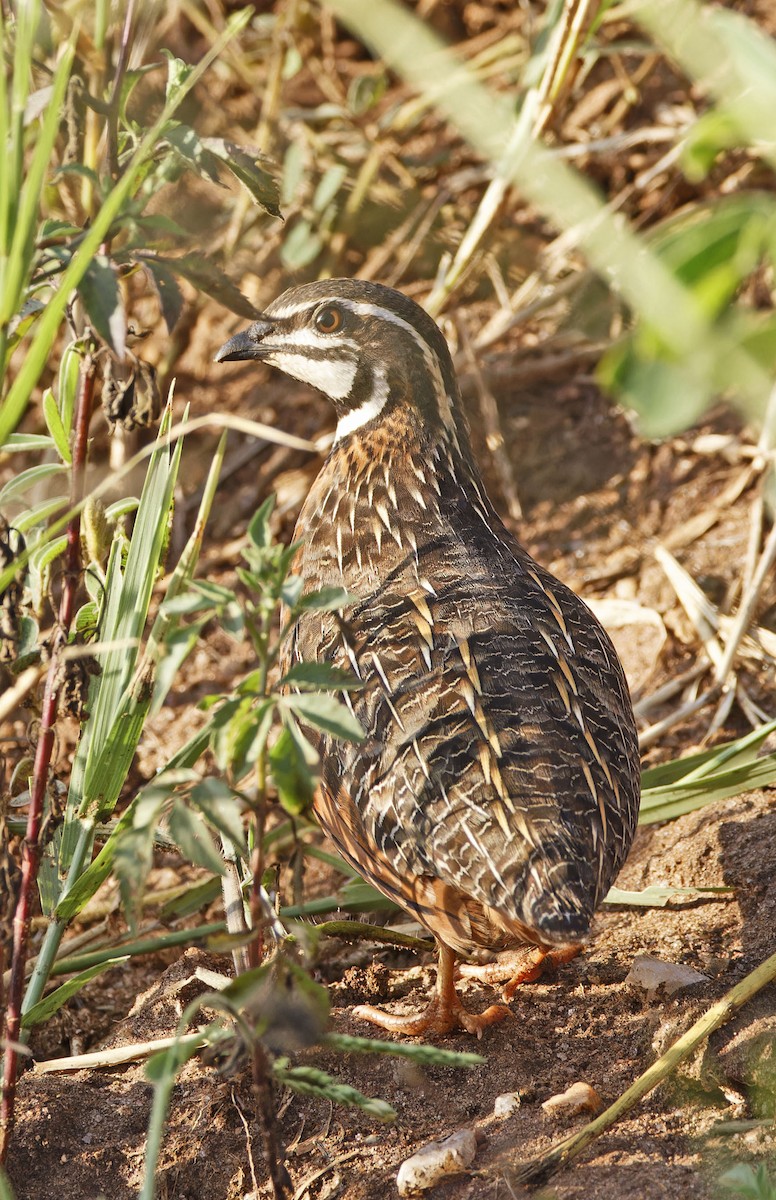 Harlequin Quail - ML623108161