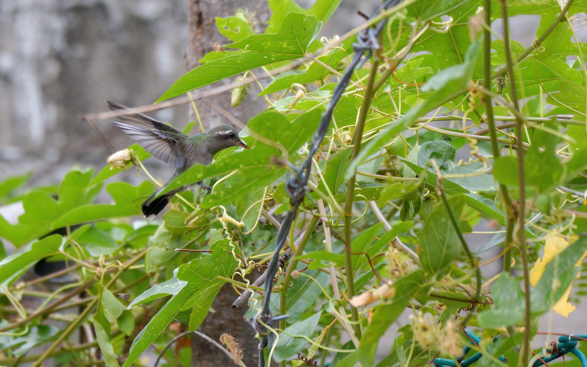 Turquoise-crowned Hummingbird - Luis Trinchan