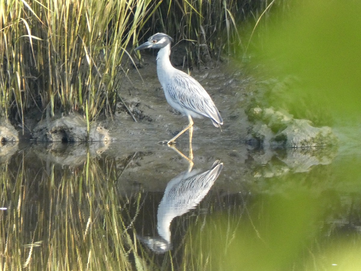 Yellow-crowned Night Heron - ML623108213