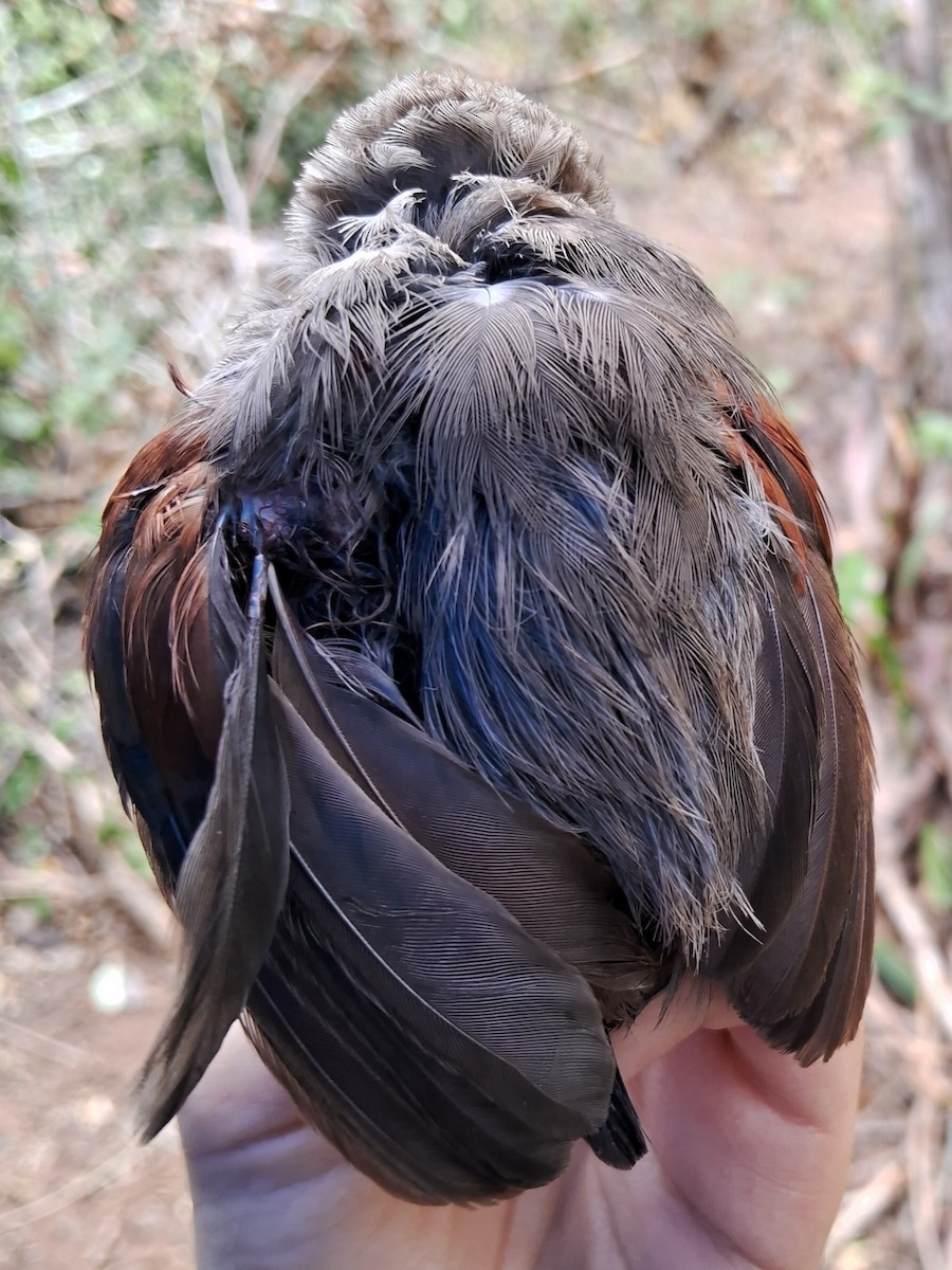 Red-shouldered Spinetail - ML623108236