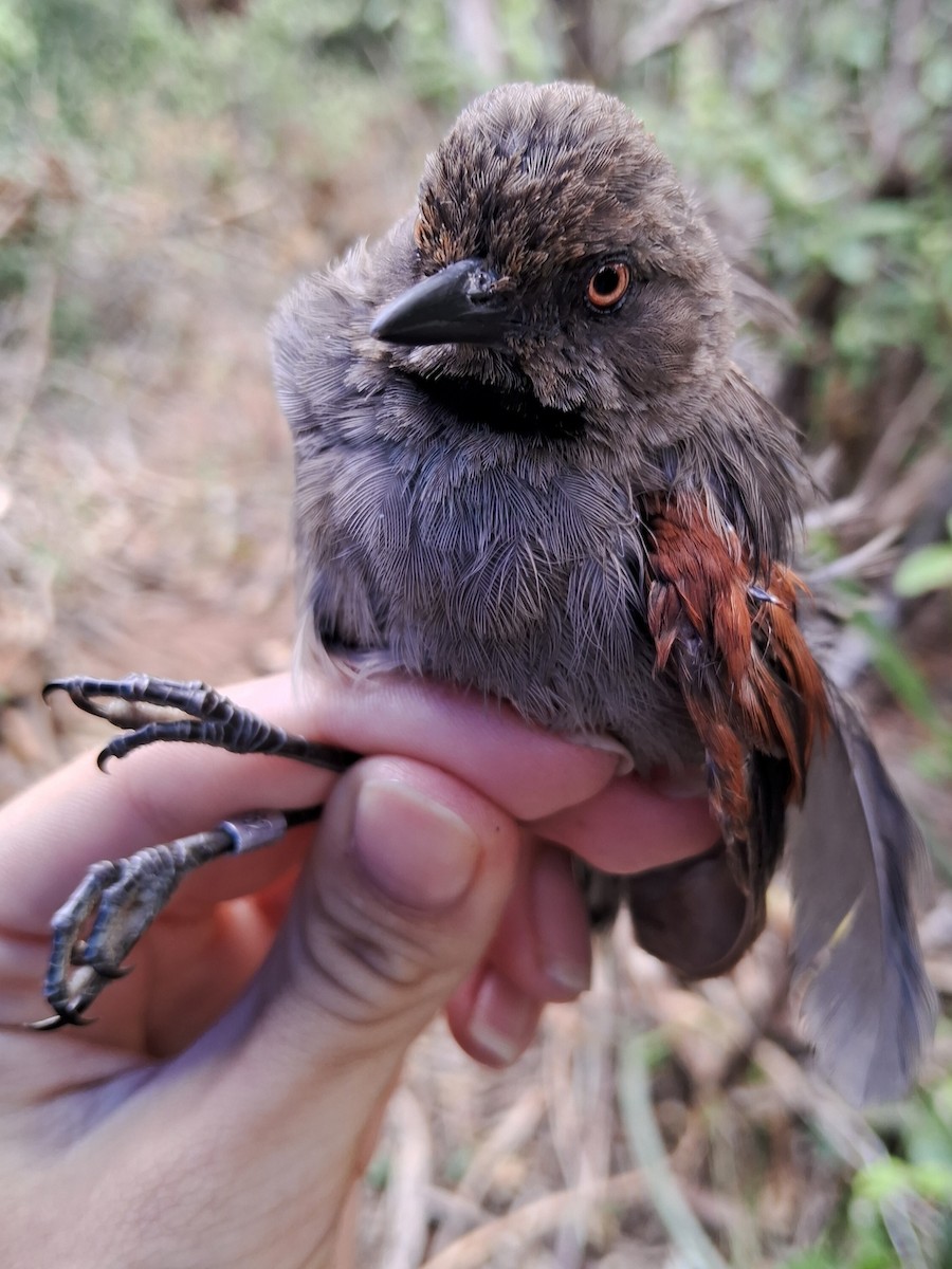 Red-shouldered Spinetail - ML623108237