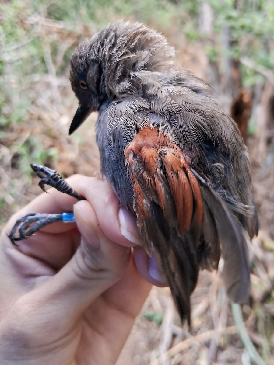Red-shouldered Spinetail - ML623108238