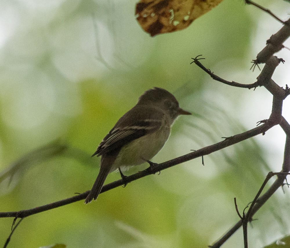 Least Flycatcher - ML623108417