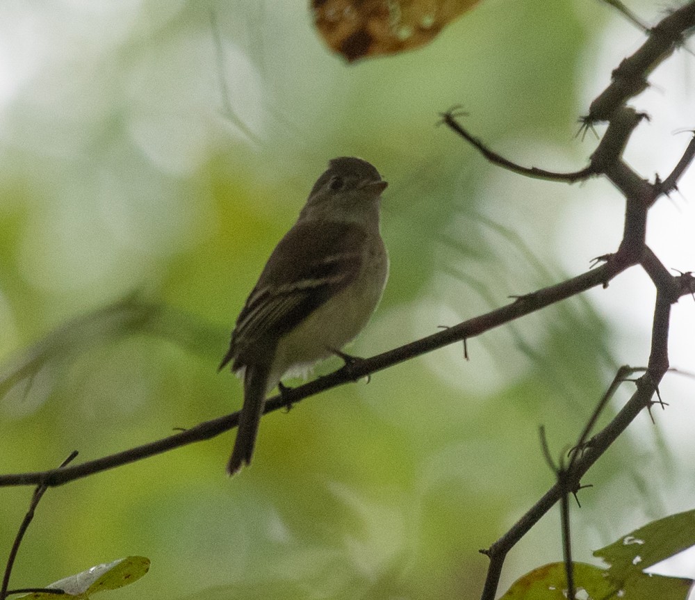 Least Flycatcher - ML623108418