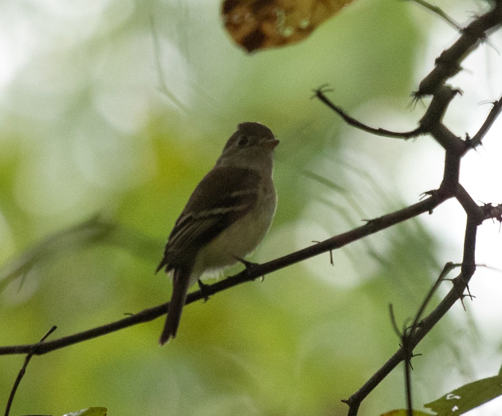 Least Flycatcher - ML623108419