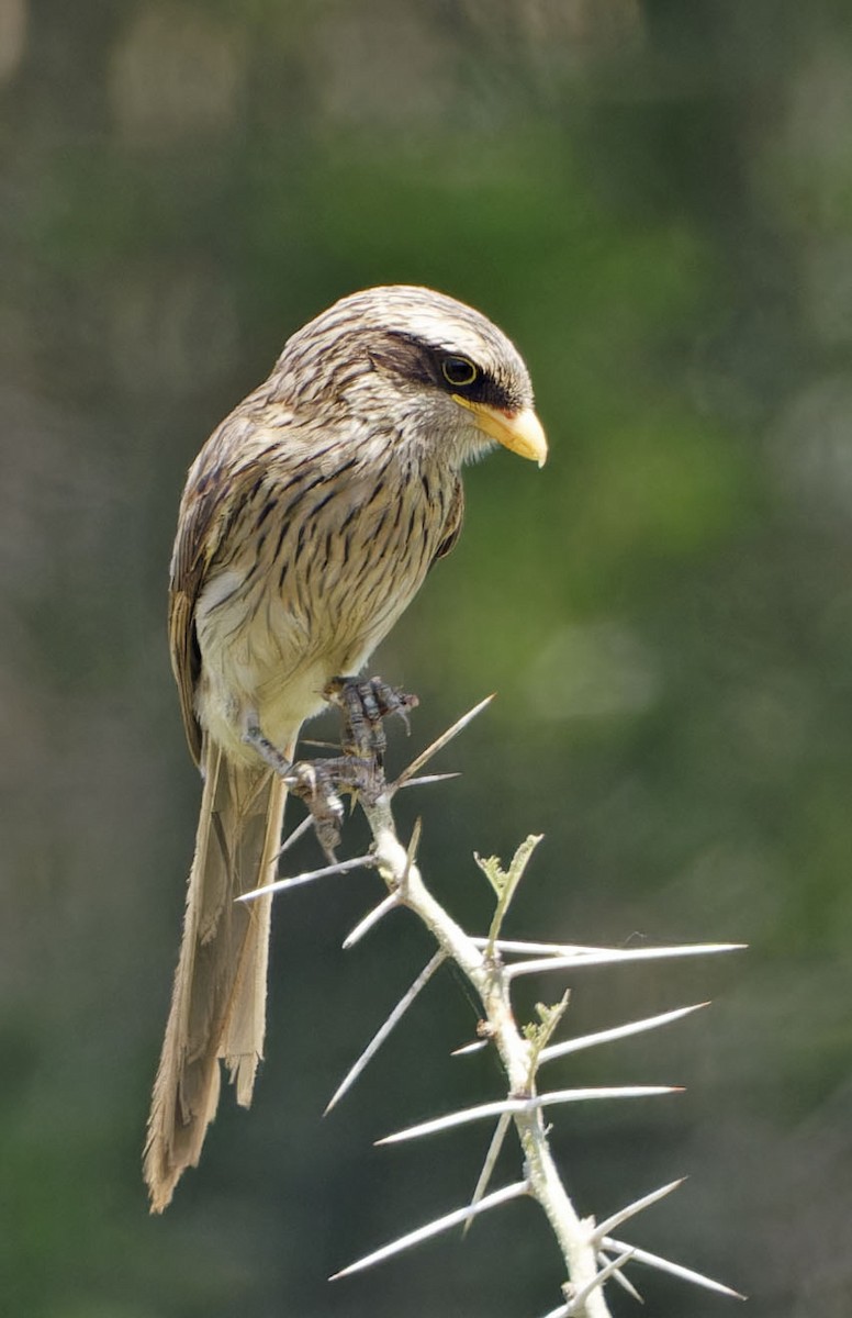 Yellow-billed Shrike - ML623108465