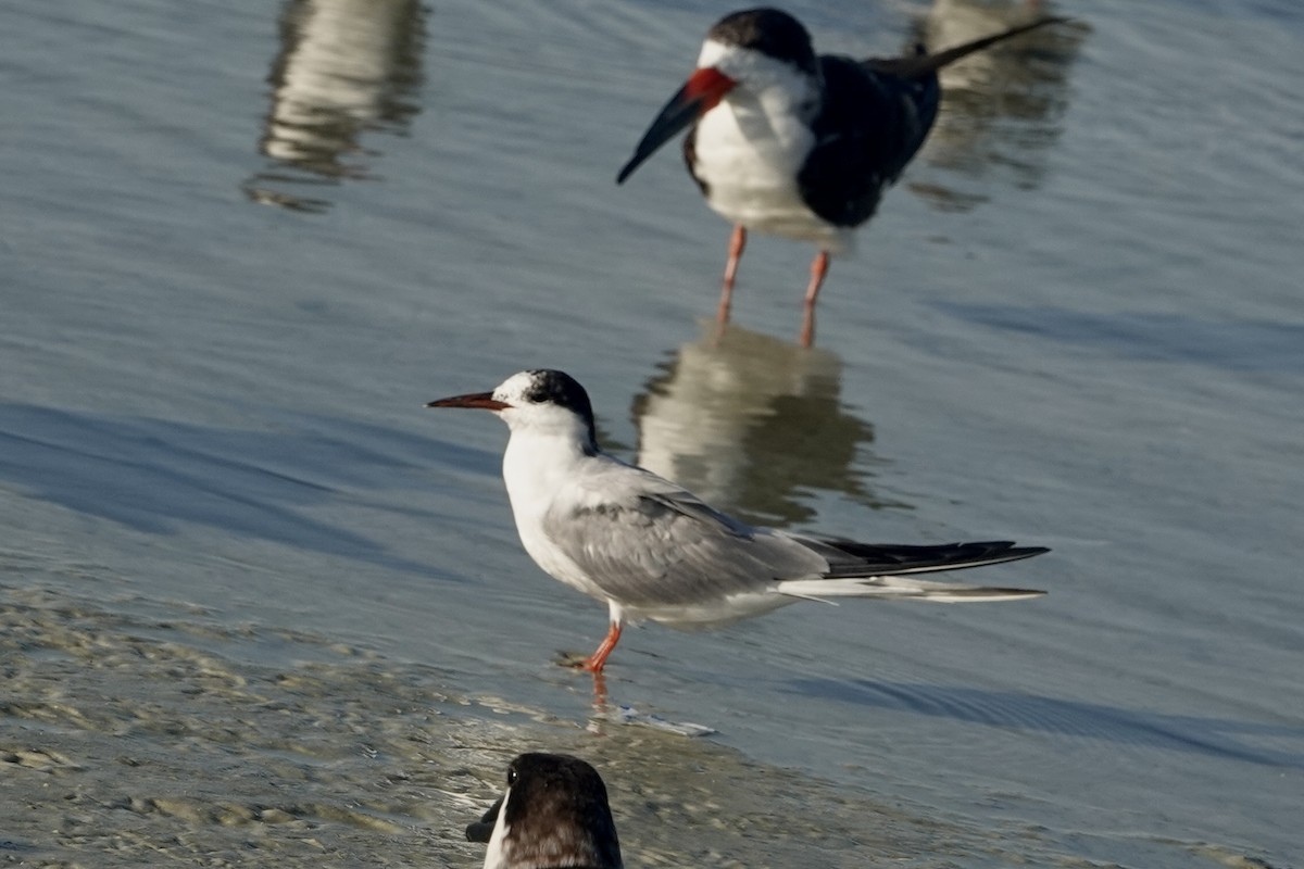 Common Tern - ML623108477