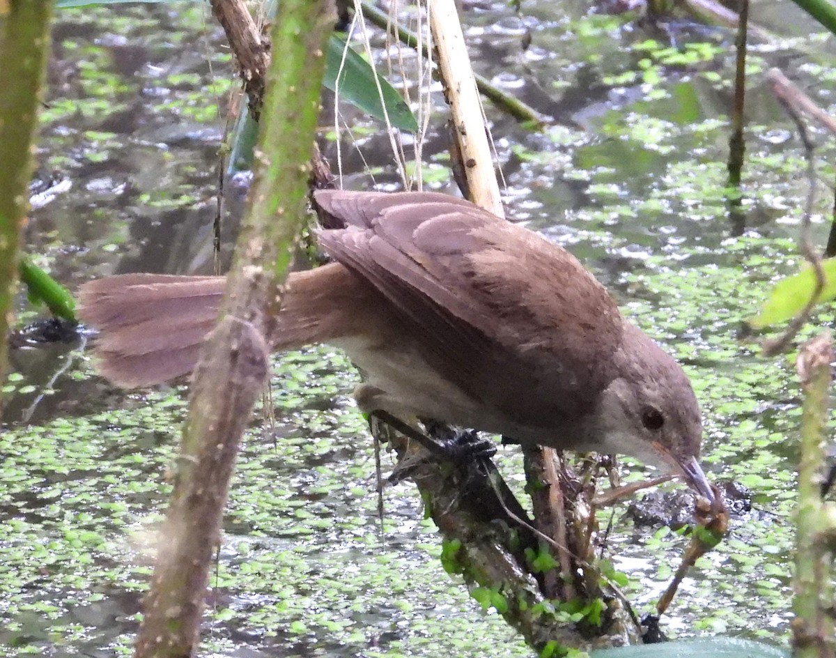 Common Reed Warbler (African) - ML623108481