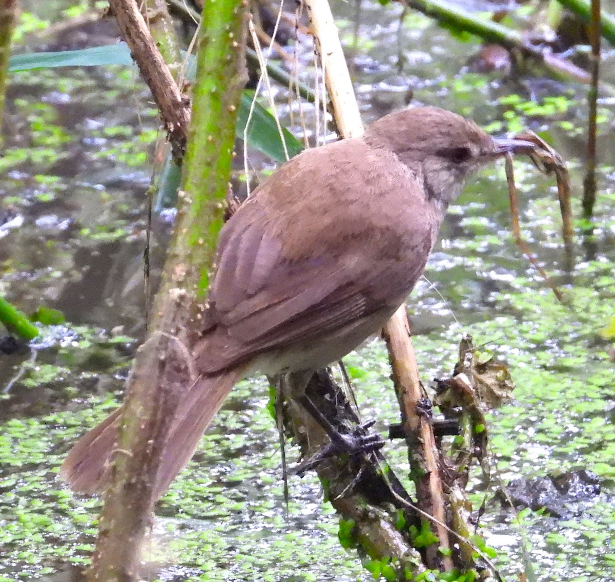 Common Reed Warbler (African) - ML623108482